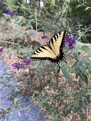 Papilio glaucus