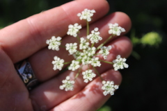 Sium sisaroideum