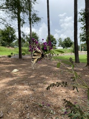 Papilio glaucus