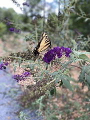 Papilio glaucus