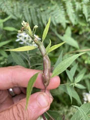 Gnorimoschema gallaeasterella gall