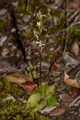 Holothrix parviflora