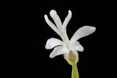 Holothrix parviflora