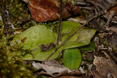Holothrix parviflora