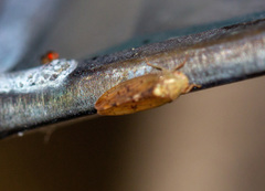 Ponana quadralaba