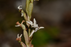 Holothrix parviflora