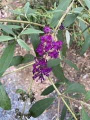 Buddleja davidii