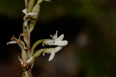 Holothrix parviflora