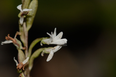 Holothrix parviflora