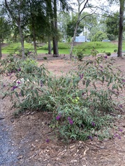 Buddleja davidii