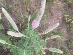 Dalea villosa