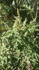 Ambrosia arborescens