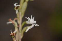 Holothrix parviflora