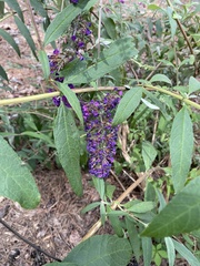 Buddleja davidii