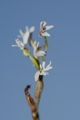 Holothrix parviflora