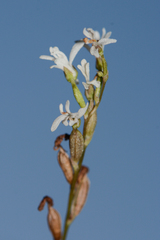 Holothrix parviflora