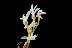 Holothrix parviflora