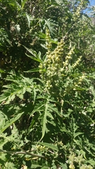 Ambrosia arborescens