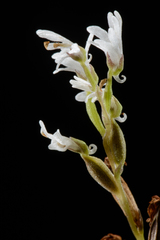 Holothrix parviflora