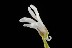 Holothrix parviflora
