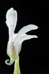 Holothrix parviflora