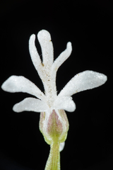 Holothrix parviflora