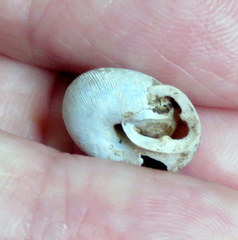 Triodopsis tridentata