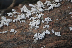 Fungi