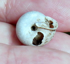 Triodopsis tridentata