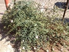 Capparis zoharyi
