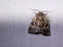 Meropleon diversicolor