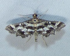 Diasemiopsis leodocusalis