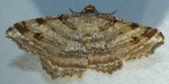Macaria multilineata