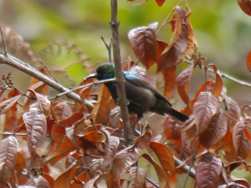 Orange-tufted Sunbird (Cinnyris bouvieri), photo 10