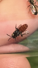 Holcopasites calliopsidis