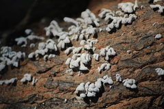Fungi