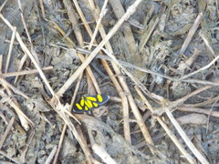 Cyllopoda claudicula