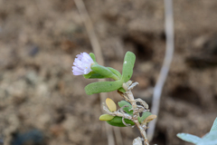 Delosperma patersoniae