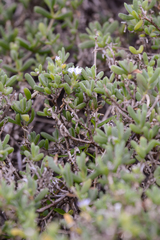 Delosperma patersoniae