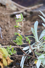 Delosperma patersoniae