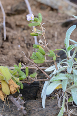 Delosperma patersoniae