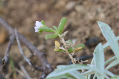 Delosperma patersoniae