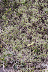 Delosperma patersoniae