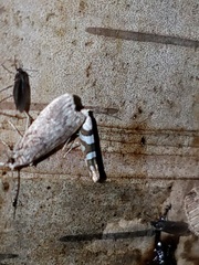 Argyresthia calliphanes