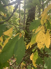 Magnoliopsida