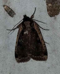 Eueretagrotis sigmoides