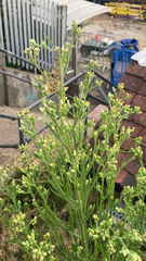 Erigeron sumatrensis