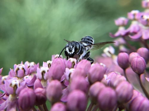 Texas Leafcutter Bee photographed in Nebraska