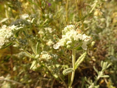 Teucrium dunense
