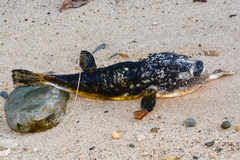 Amblyrhynchote honckenii